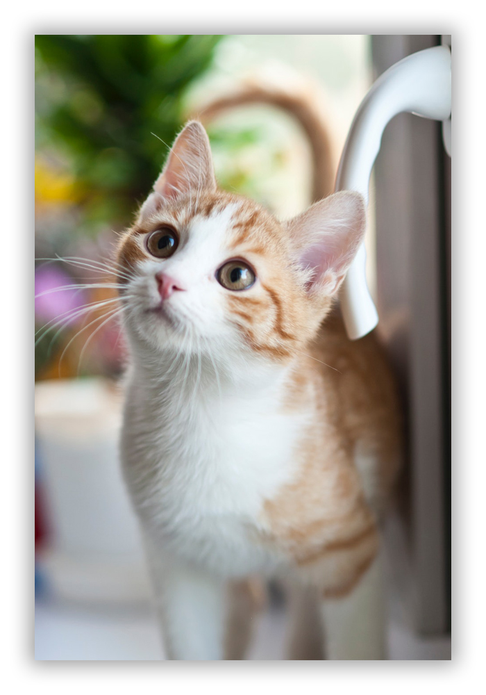 Cat Diagnostic Imaging Veterinarian Columbus GA