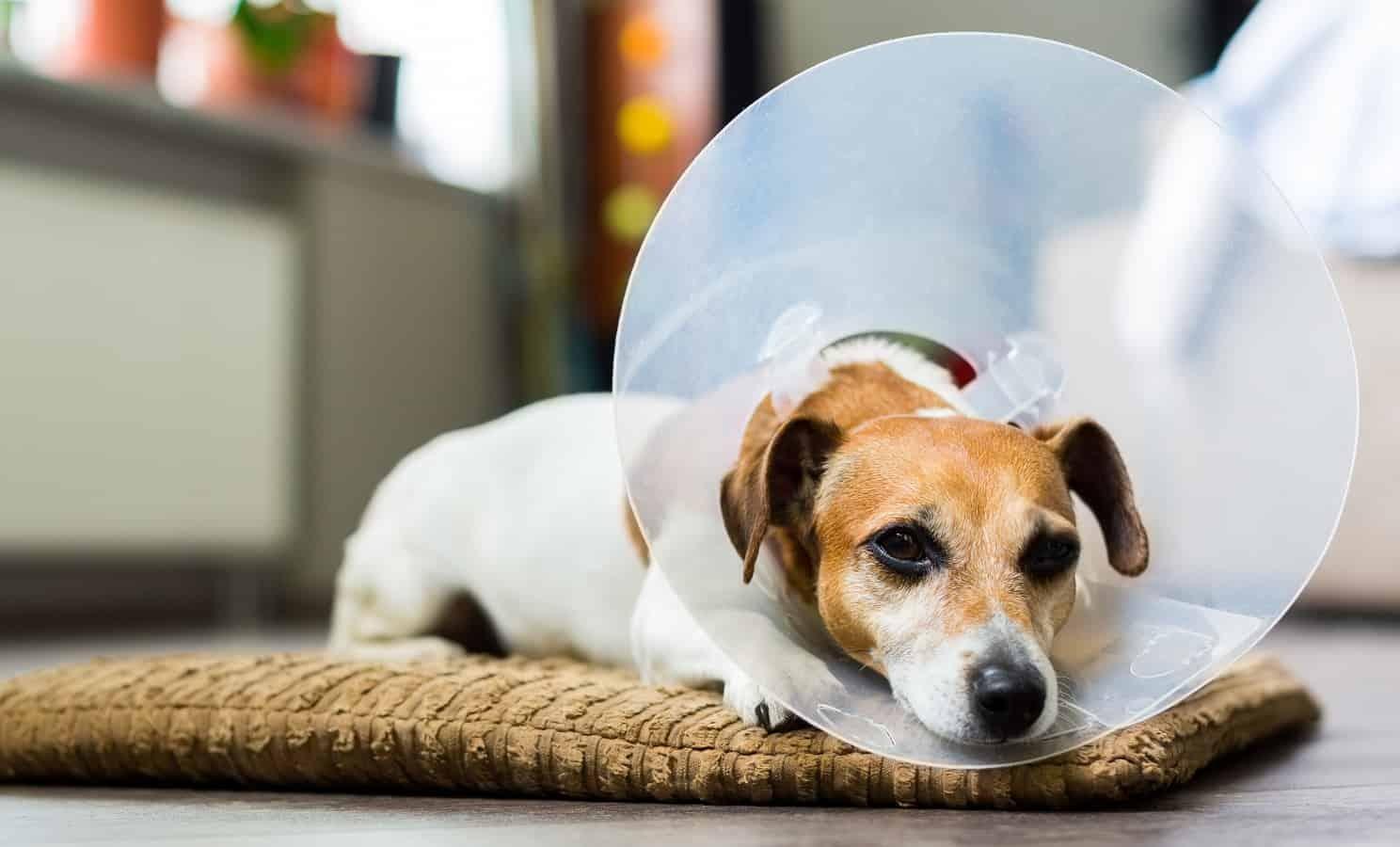 Curated visual reference: Picture Idea: Veterinary Surgery In Columbus Ga Pet Surgery